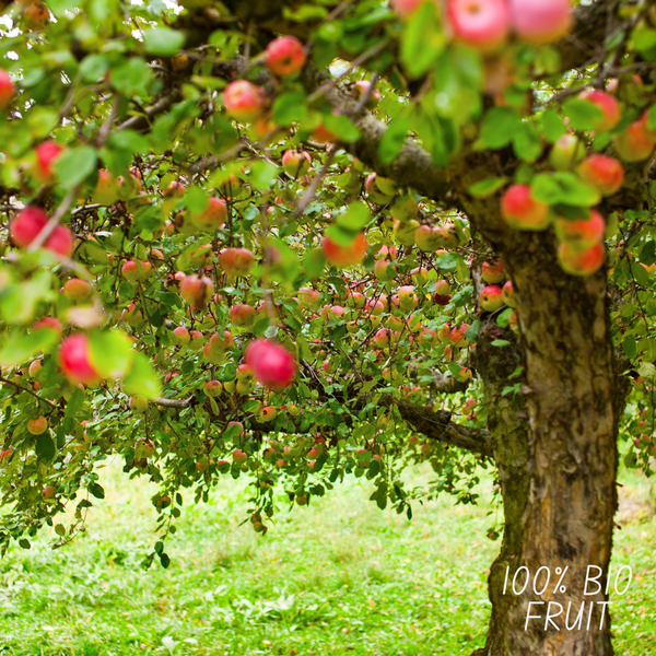 Biologische Appelboom Malus - 1 x Ø 20 cm - ↨ 60 cm  BotanicBridge