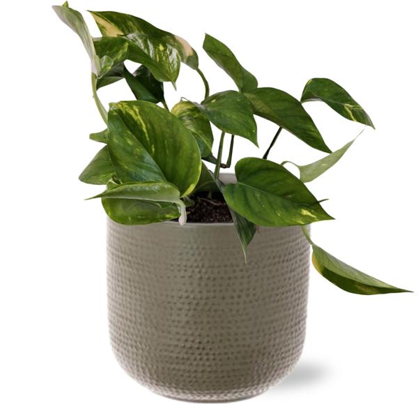 Epipremnum Aureum - Ø12cm - ↕25cm + Aresso Pot D13x12,5cm - Grijs Groen  BotanicBridge