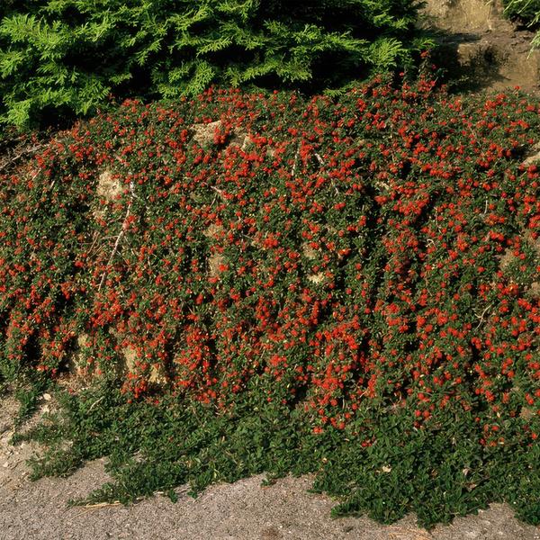 Cotoneaster pr. 'Queen of Carpets' - ↕10-25cm - Ø9cm - 12x  BotanicBridge