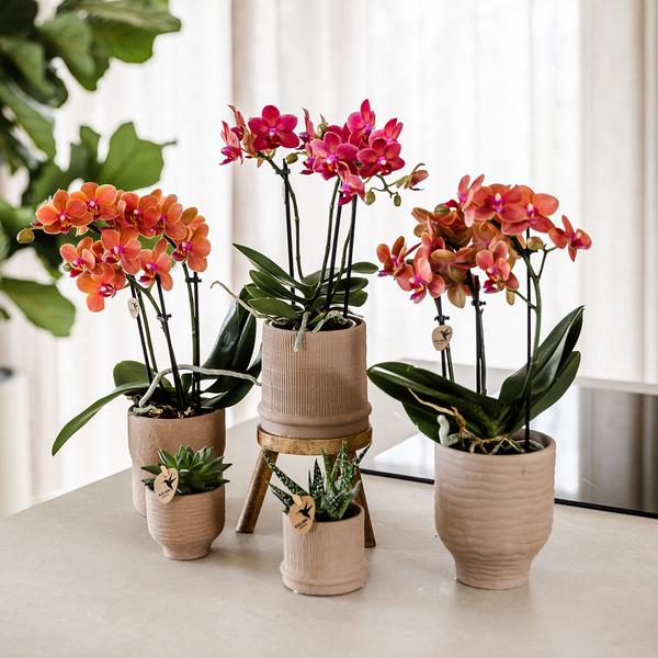 Kolibri Orchids | Rode orchidee Congo + Bali sierpot sand - potmaat Ø9cm | bloeiende kamerplant - vers van de kweker  BotanicBridge