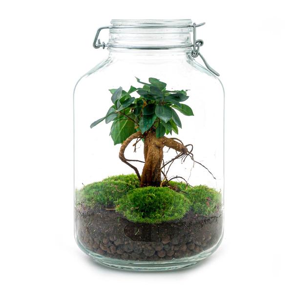 DIY terrarium - Jar - Ficus Ginseng bonsai - ↕ 28 cm - Normal  BotanicBridge