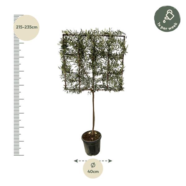 Olea Europaea boom op rek - 225 cm - Ø40cm  BotanicBridge