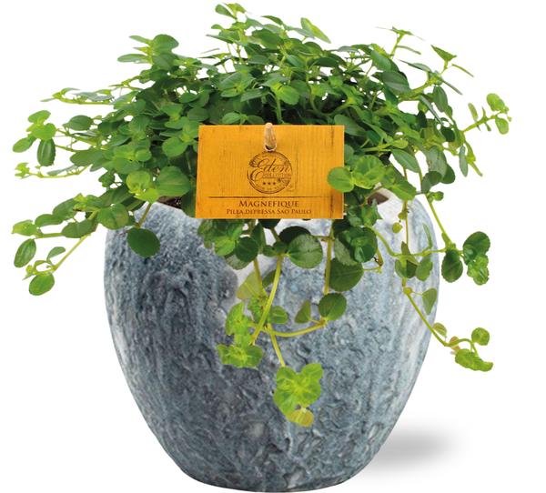 Pilea Depressa Sao Paulo - Ø12cm - ↕20cm + Doug Pot D14x13cm - Grijs Wit  BotanicBridge