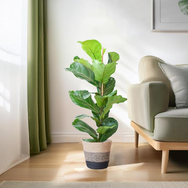 Ficus Lyrata met Mand Lissabon zwart - 80cm - Ø21  BotanicBridge