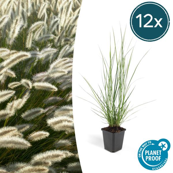 Pennisetum alopecuroides 'Hameln' - ↕10-25cm - Ø9cm - 12x  BotanicBridge