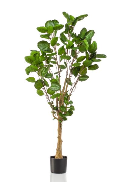 Kunstplant - Polyscias - Aralia - 150 cm  BotanicBridge