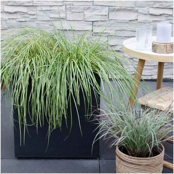 6 x Carex hachijoensis 'Evergold' - Ø 14 cm - ↨ 25 cm  BotanicBridge