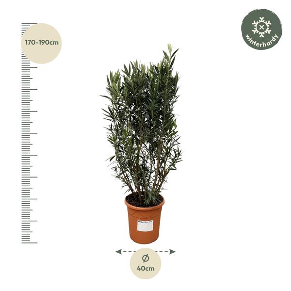 Nerium Oleander struik - 180cm- Ø40  BotanicBridge