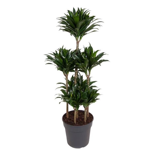 Dracaena Compacta Carrousel - 130 cm - ø31  BotanicBridge