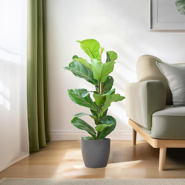 Ficus Lyrata met Viber pot grijs - 80cm - Ø21  BotanicBridge