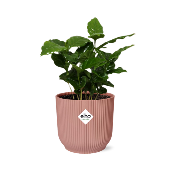 Coffea Arabica in ELHO Vibes Fold 14cm roze  BotanicBridge