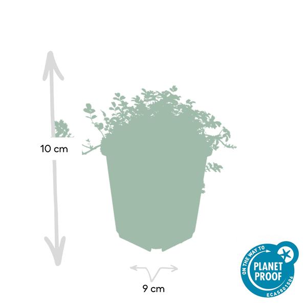 Acaena microphylla 'Kupferteppich' - ↕10-25cm - Ø9cm - 6x  BotanicBridge