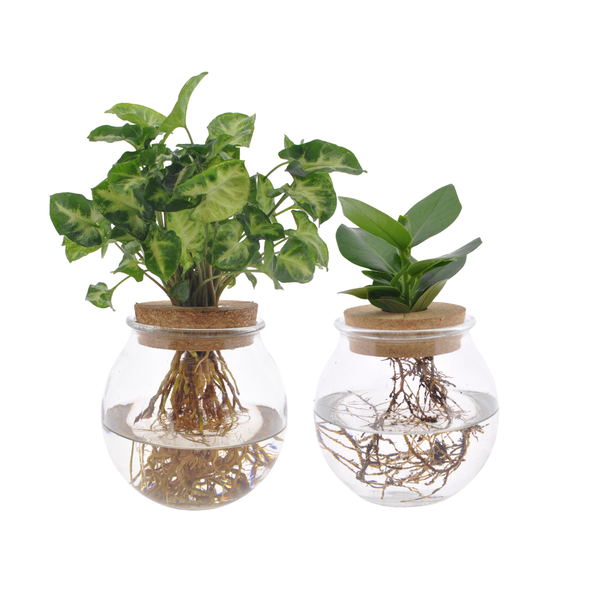 Bolglas Duo Clusia/Syngonium Green - 2 stuks - Ø12cm - ↕30cm  BotanicBridge