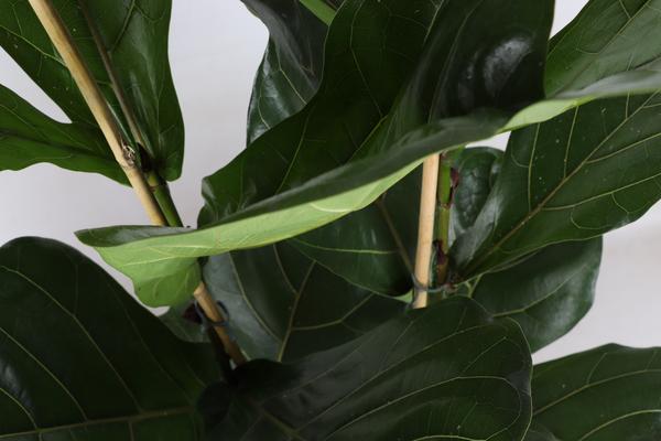 Ficus Lyrata - Ø24cm - ↕120cm in Boule TAUPE pot  BotanicBridge