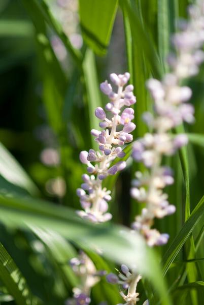 Liriope muscari 'Monroe White' - ↕10-25cm - Ø9cm - 6x  BotanicBridge