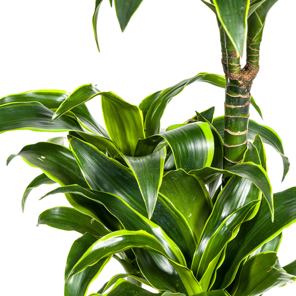 Dracaena Deremensis Dorado Ø21cm - ↕110cm  BotanicBridge