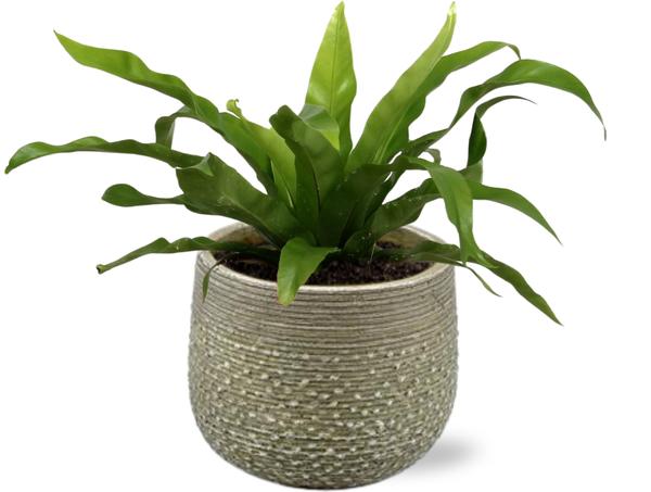 Asplenium Antiquum - Ø12cm - ↕25cm + Noale Pot D14,5x12cm - Groen  BotanicBridge