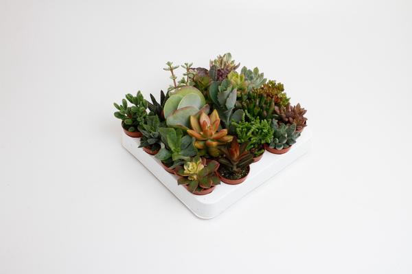 Succulenten Mix - 20 stuks - Ø5,5cm - ↕10cm  BotanicBridge