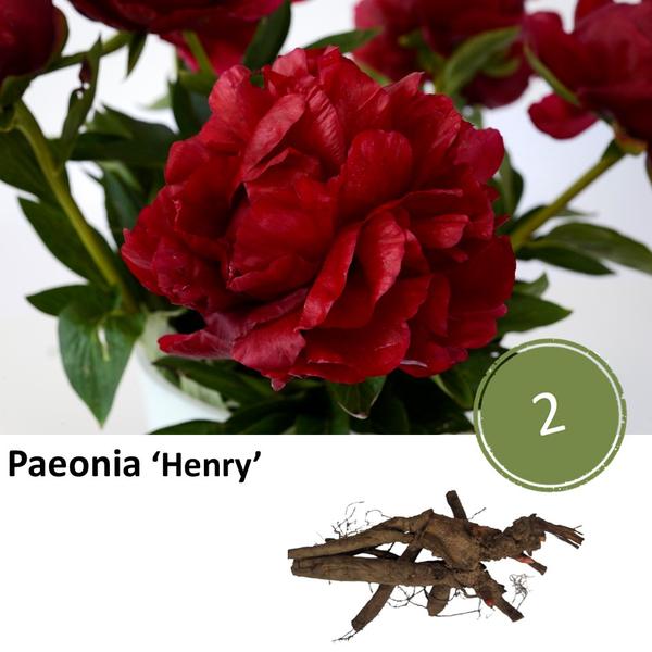 Paeonia 'Henry' - 2x  BotanicBridge