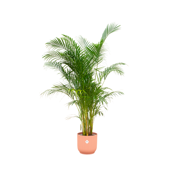 Combi deal - Areca palm inclusief elho Vibes Fold Round roze Ø30 - 160 cm  BotanicBridge