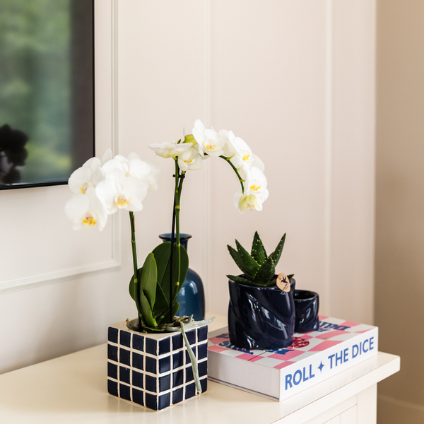 Kolibri Orchids | Witte phalaenopsis orchidee Amabilis + Mosa sierpot blauw - potmaat Ø9cm | bloeiende kamerplant - vers van de kweker  BotanicBridge