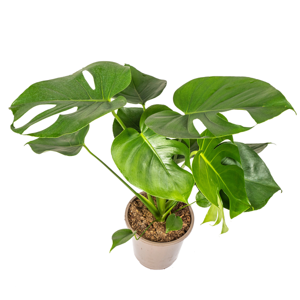 Monstera Deliciosa Tauerii Ø19cm - ↕80cm  BotanicBridge