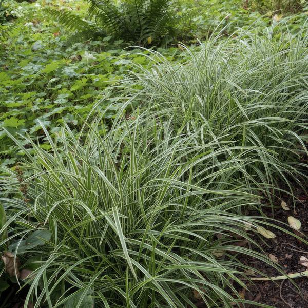 Carex morrowii 'Ice Dance' - ↕10-25cm - Ø9cm - 20x  BotanicBridge