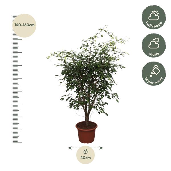 Ficus Benjamina Exotica vertakt - 150 cm - ø40  BotanicBridge