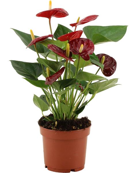 Anthurium Calon In Transparant Sleeve - Ø12cm - ↕36cm  BotanicBridge