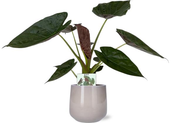 Alocasia Wentii - Ø19cm - ↕85cm + Puglia Pot D21/23,5x21cm - Grijs  BotanicBridge