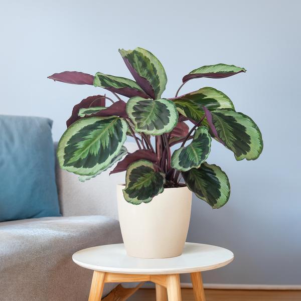 Calathea Medaillon met Viber wit - 65cm - Ø19  BotanicBridge