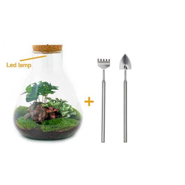 DIY terrarium - Sam Coffea met lamp - ↕ 30 cm - Rake + Shovel  BotanicBridge