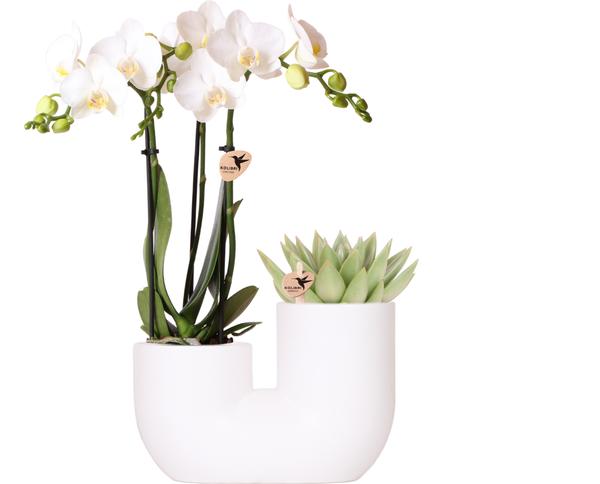 Kolibri Orchids | Set van witte orchidee Amabilis en succulent in Tube sierpot wit - potmaat Ø9cm | bloeiende kamerplant - vers van de kweker  BotanicBridge