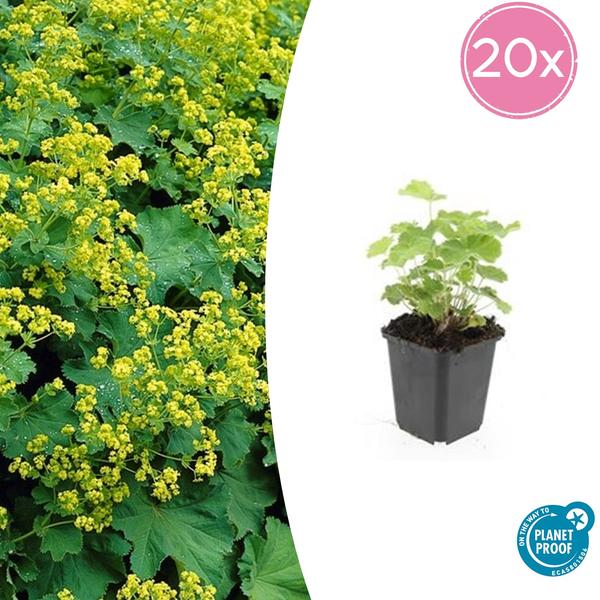 Alchemilla mollis - ↕10-25cm - Ø9cm - 20x  BotanicBridge