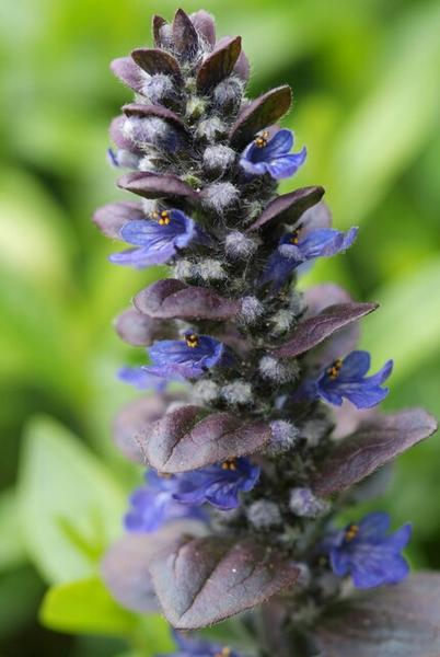 Ajuga reptans 'Catlin's Giant' - ↕10-25cm - Ø9cm - 6x  BotanicBridge