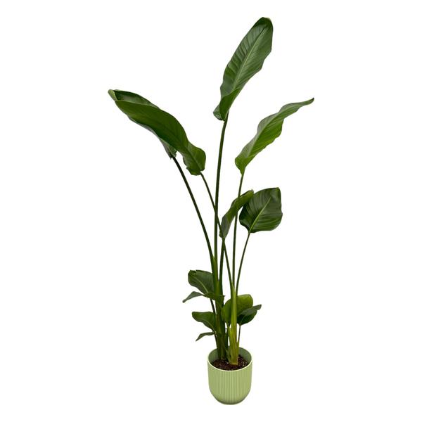 Strelitzia Nicolai inclusief elho Vibes Fold Round groen - 100 cm - Ø18  BotanicBridge