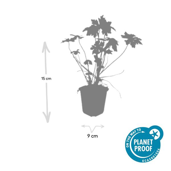 Geranium macrorrhizum - ↕10-25cm - Ø9cm - 20x  BotanicBridge