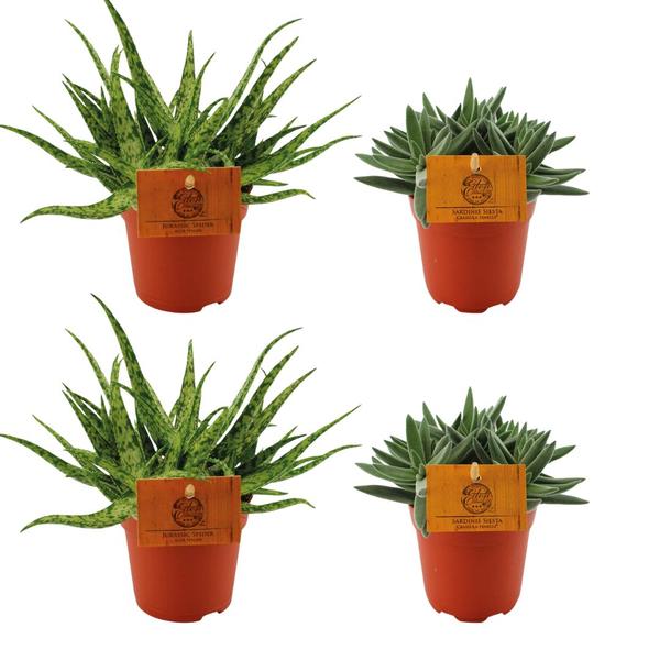 2x Aloe Spider + 2x Crassula Tenelli - 4 stuks - Ø10.5cm - ↕10cm  BotanicBridge