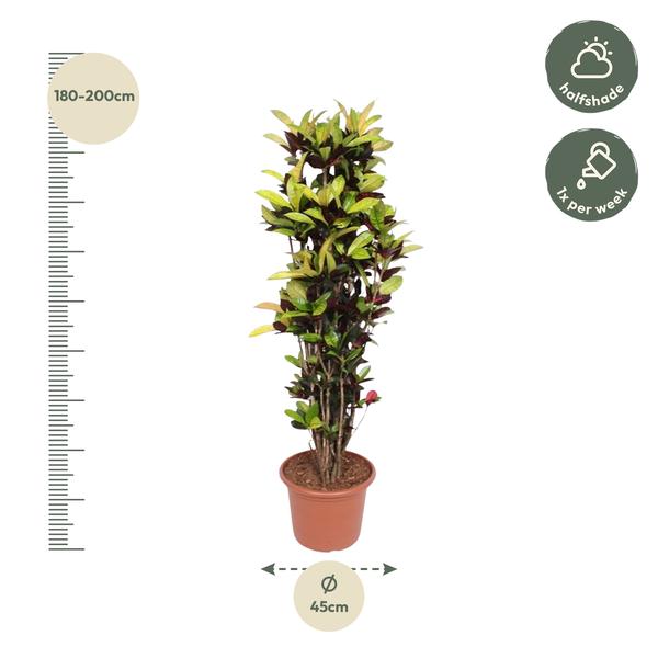 Codiaeum Iceton (Croton Iceton) - 190 cm - ø45  BotanicBridge