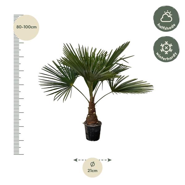 Trachycarpus - 100cm- Ø21  BotanicBridge