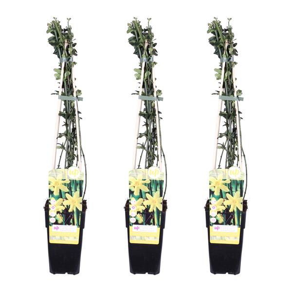 3x - Jasminum nudiflorum - ↨65cm - Ø15  BotanicBridge