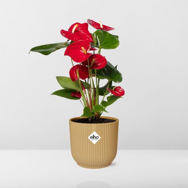 Anthurium Red 12cm in ELHO Vibes Fold 14cm geel  BotanicBridge