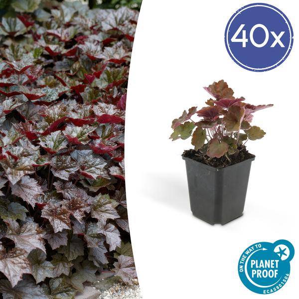 Heuchera mic. 'Palace Purple' - ↕10-25cm - Ø9cm - 40x  BotanicBridge