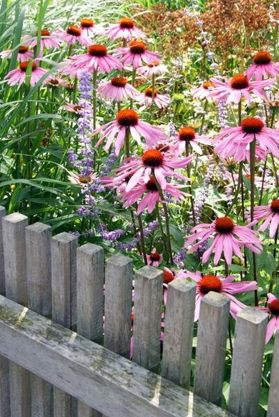 Echinacea p. 'Magnus' - ↕10-25cm - Ø9cm - 12x  BotanicBridge