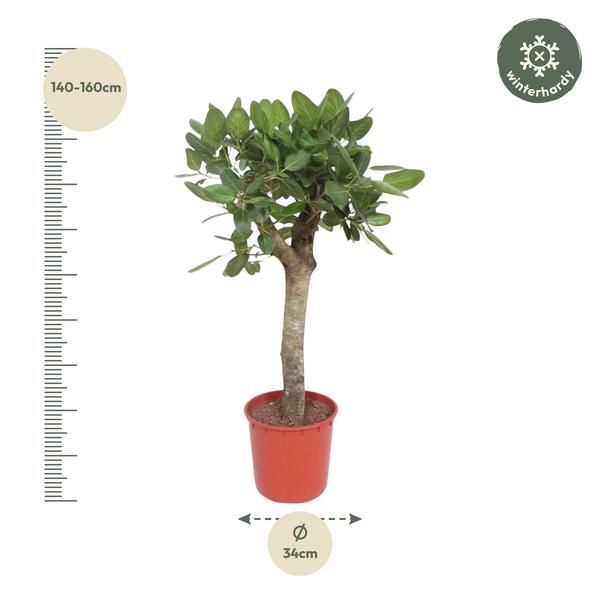 Ficus Benghalensis boom - 150 cm - ø34  BotanicBridge