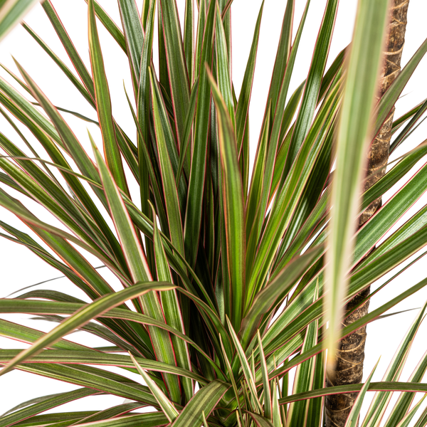 Dracaena Marginata Bicolor Ø21cm - ↕120cm  BotanicBridge