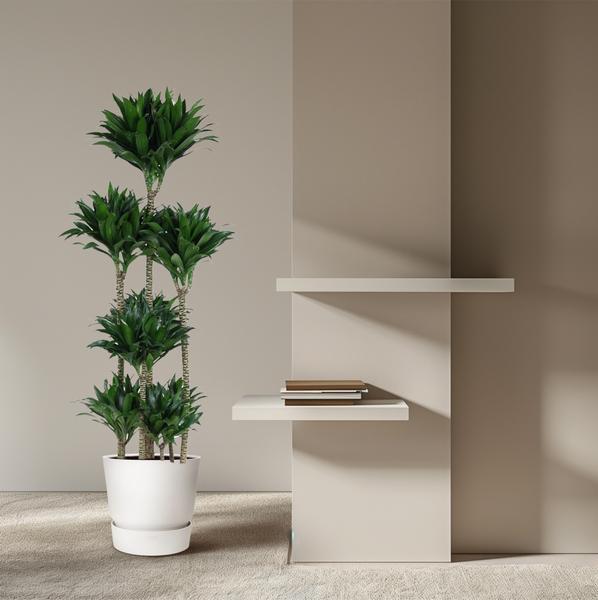 Dracaena Compacta Carrousel - 160 cm - ø34  BotanicBridge