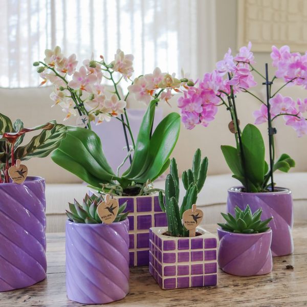 Kolibri Home | Mosa sierpot - Lilac - Ø6cm  BotanicBridge