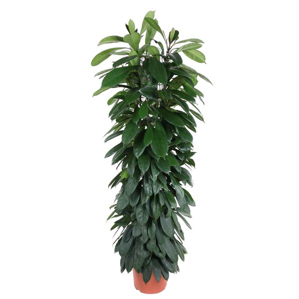 Ficus Cyatistipula zuil - 150 cm - ø29  BotanicBridge