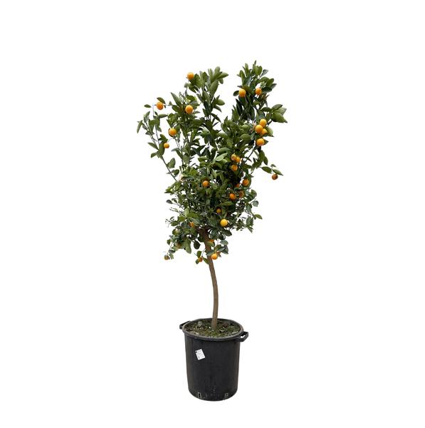 Citrus Calamondin - 200 cm - ø40  BotanicBridge